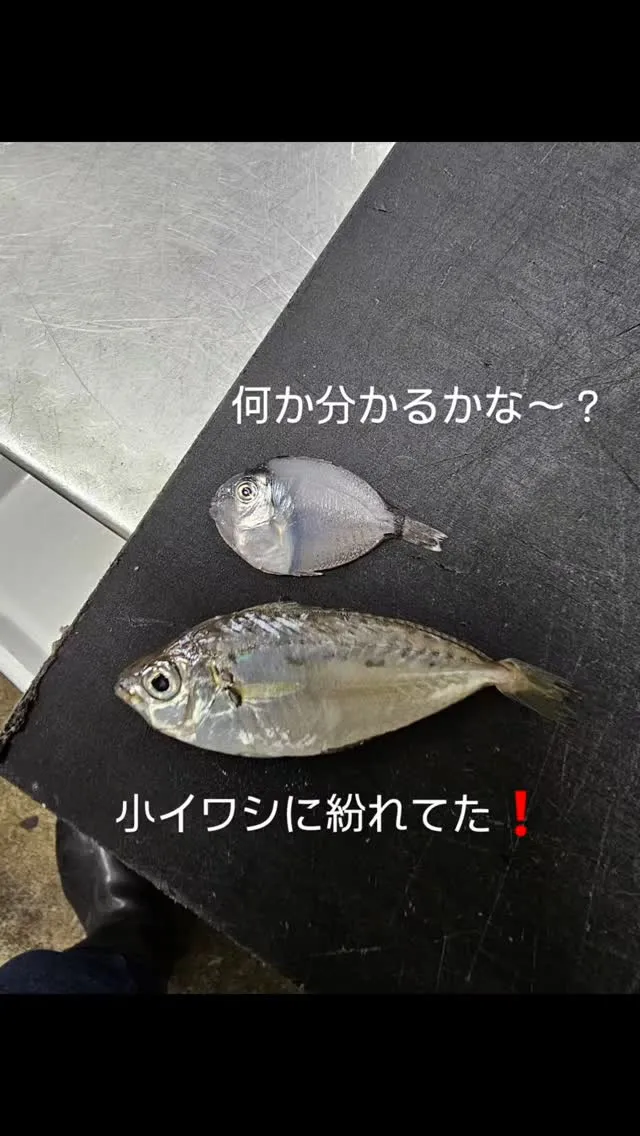 小イワシに紛れてた❗